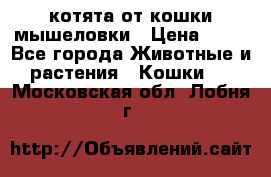 котята от кошки мышеловки › Цена ­ 10 - Все города Животные и растения » Кошки   . Московская обл.,Лобня г.